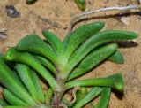 Plantago sarcophylla