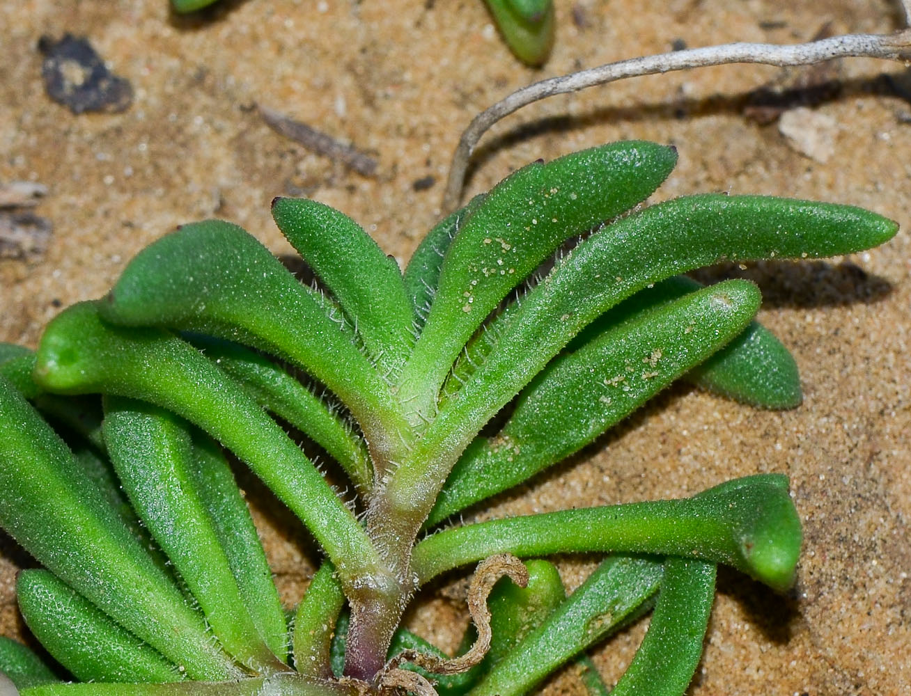 Image of Plantago sarcophylla specimen.