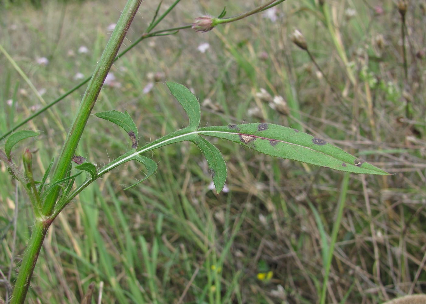 Изображение особи Cephalaria transsylvanica.