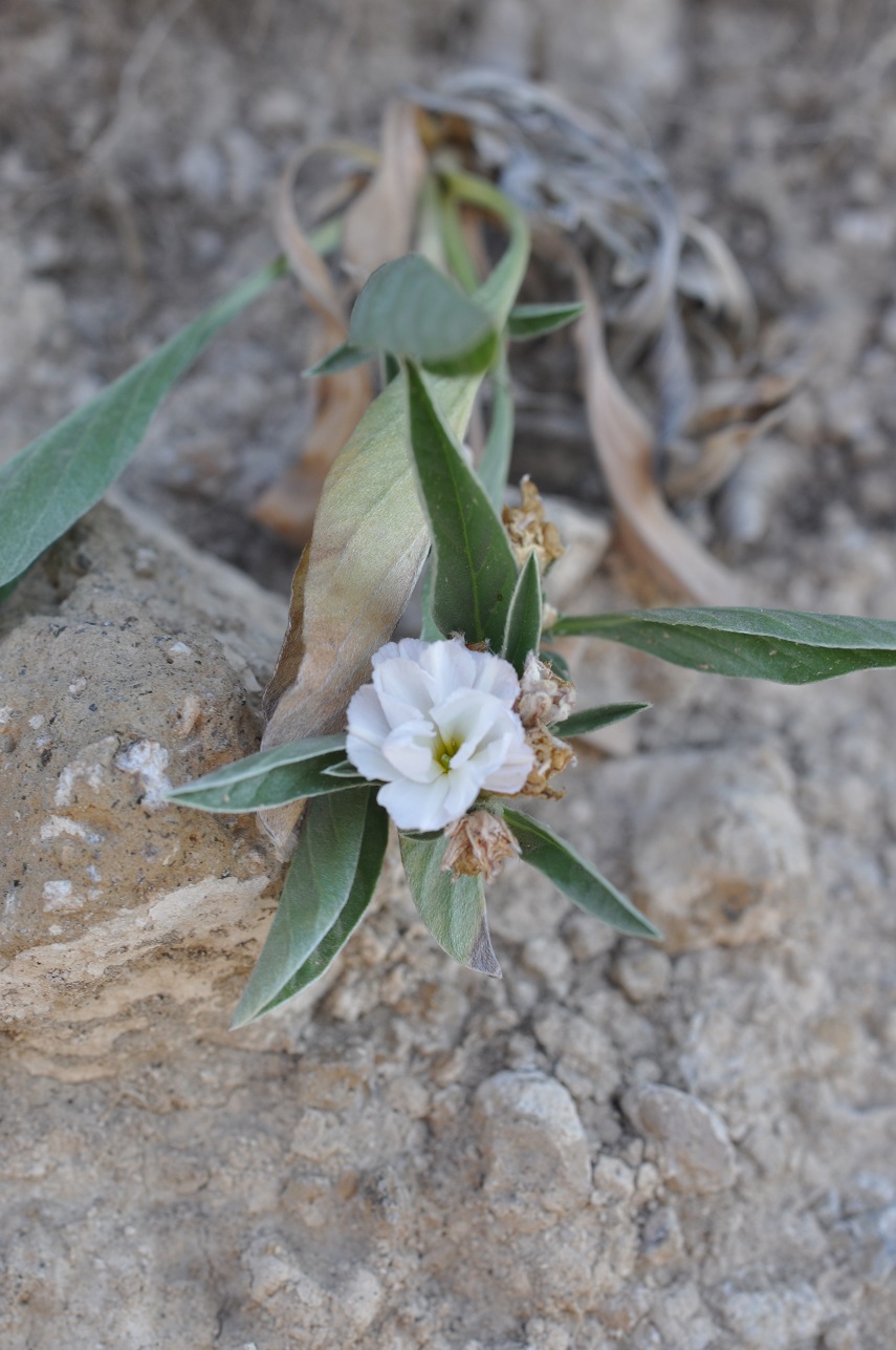 Изображение особи Convolvulus lineatus.