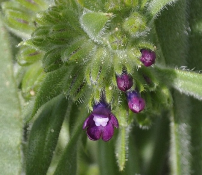 Изображение особи Anchusa officinalis.