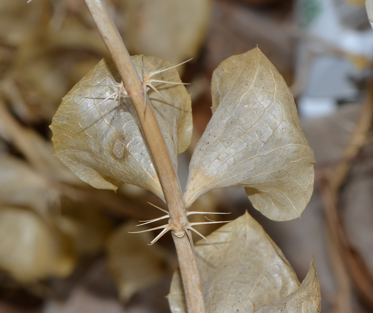 Image of Moluccella laevis specimen.