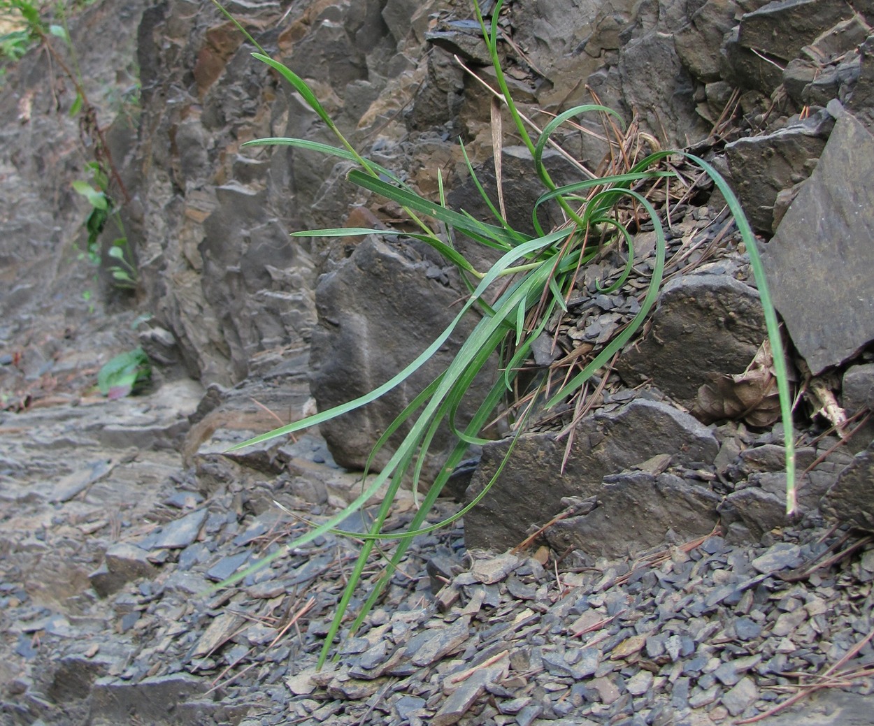 Изображение особи Sesleria alba.