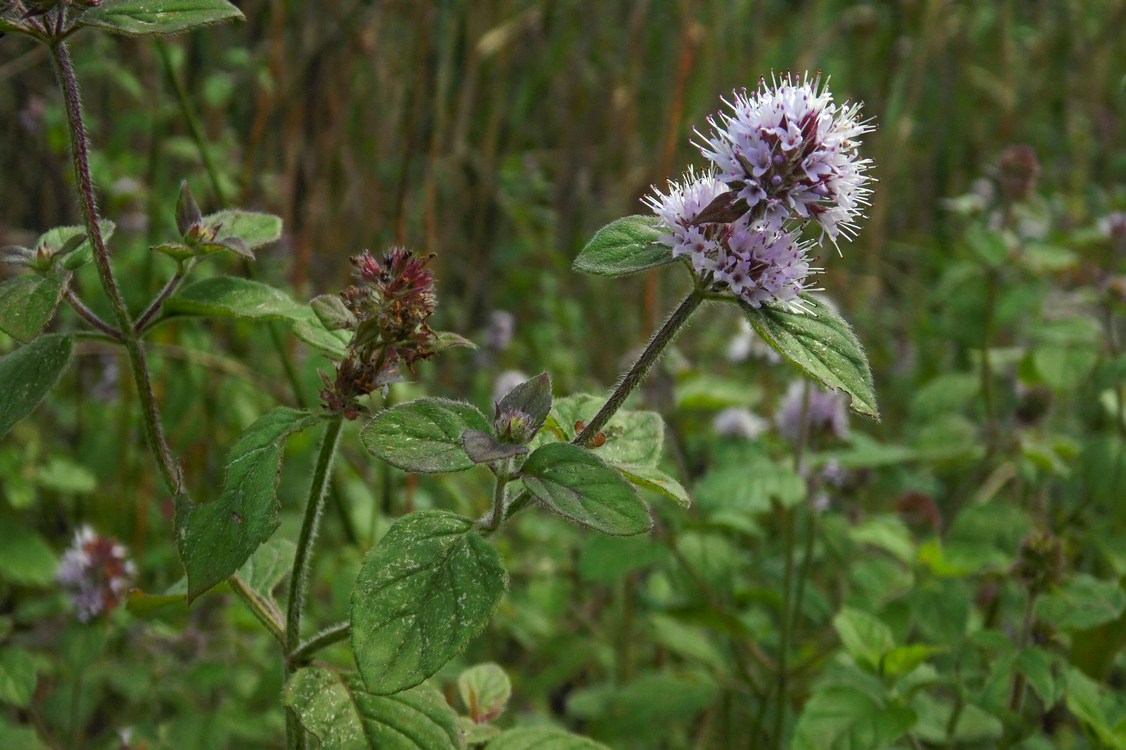 Изображение особи Mentha aquatica.