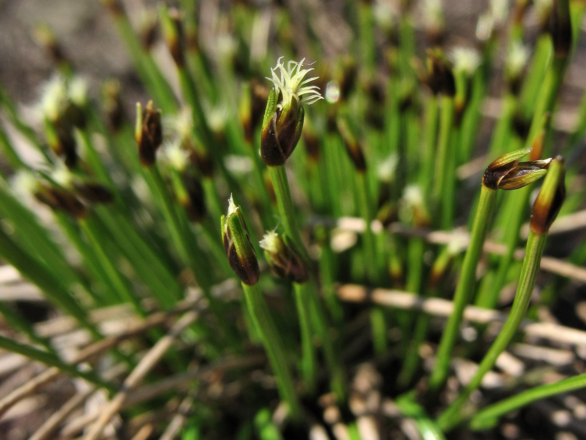 Изображение особи Trichophorum cespitosum ssp. germanicum.