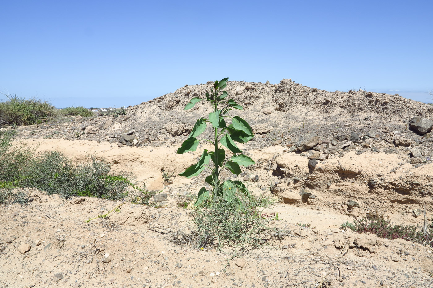 Изображение особи Nicotiana glauca.