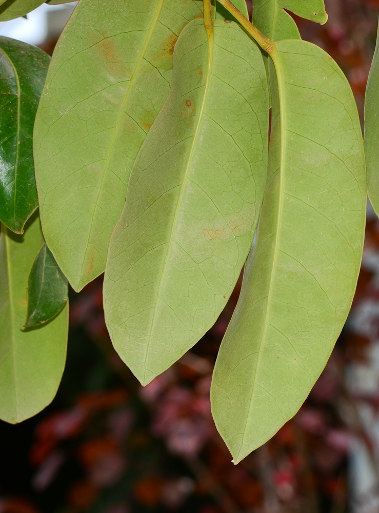 Image of Heptapleurum actinophyllum specimen.