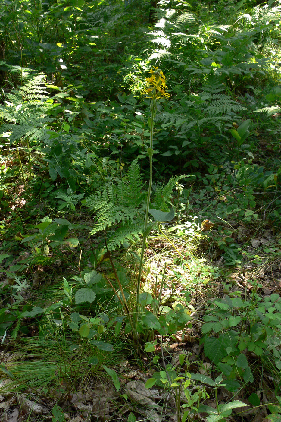 Image of Ligularia fischeri specimen.