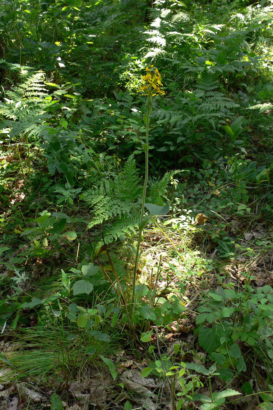 Изображение особи Ligularia fischeri.