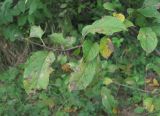 Malus orientalis