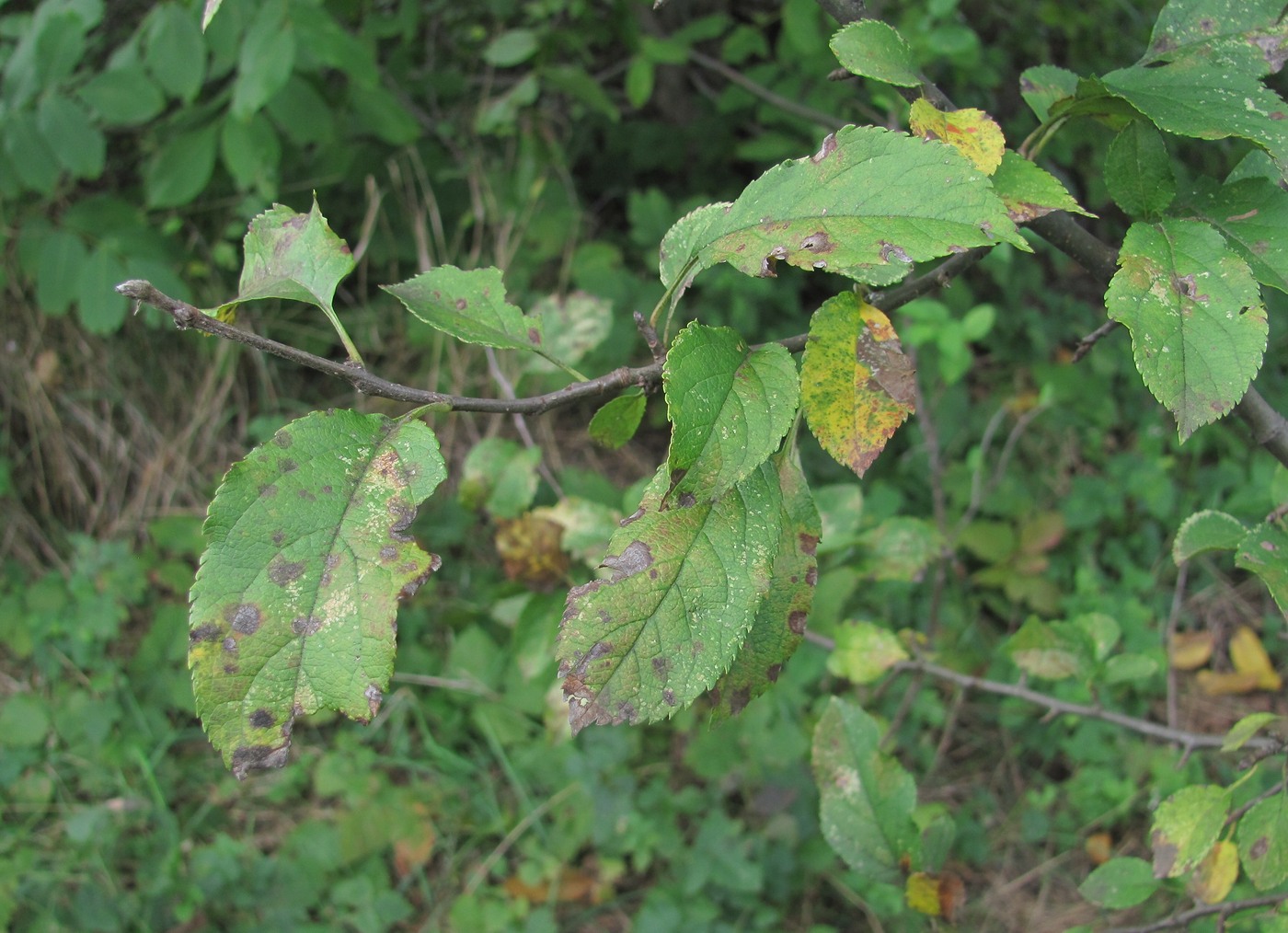 Изображение особи Malus orientalis.