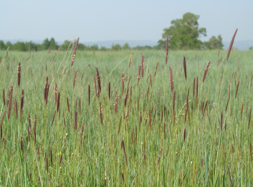 Image of Hordeum brevisubulatum specimen.