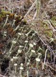 Cladonia fimbriata. Подеции. Украина, г. Запорожье, о-в Хортица, северо-восточная часть, на склоне. 13.11.2015.