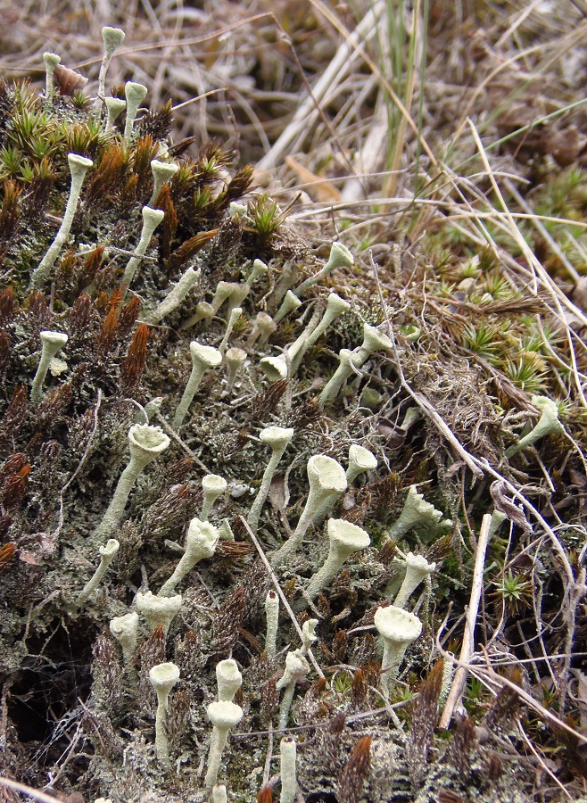 Изображение особи Cladonia fimbriata.