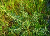 Chamaecytisus ruthenicus