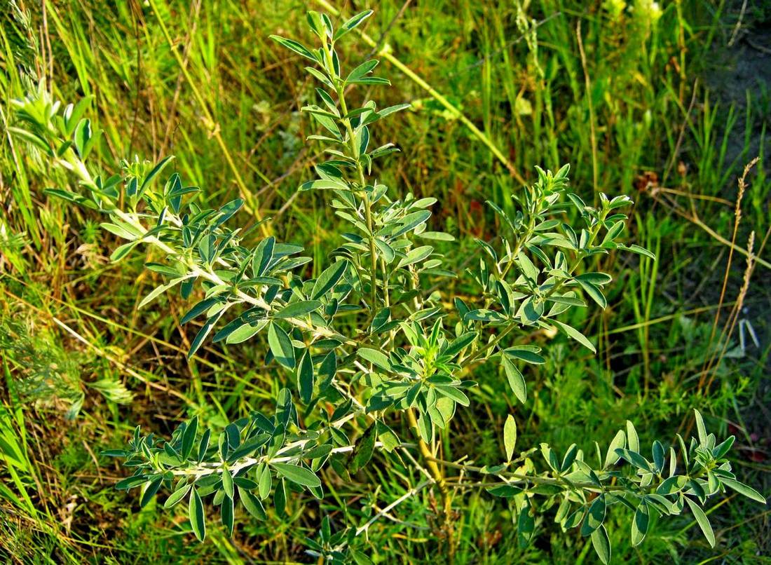 Image of Chamaecytisus ruthenicus specimen.