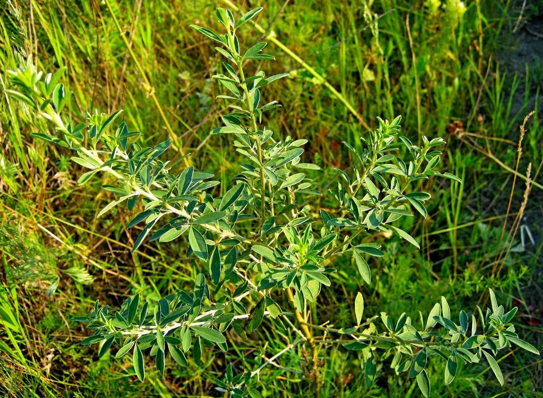 Изображение особи Chamaecytisus ruthenicus.