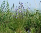 Campanula rotundifolia