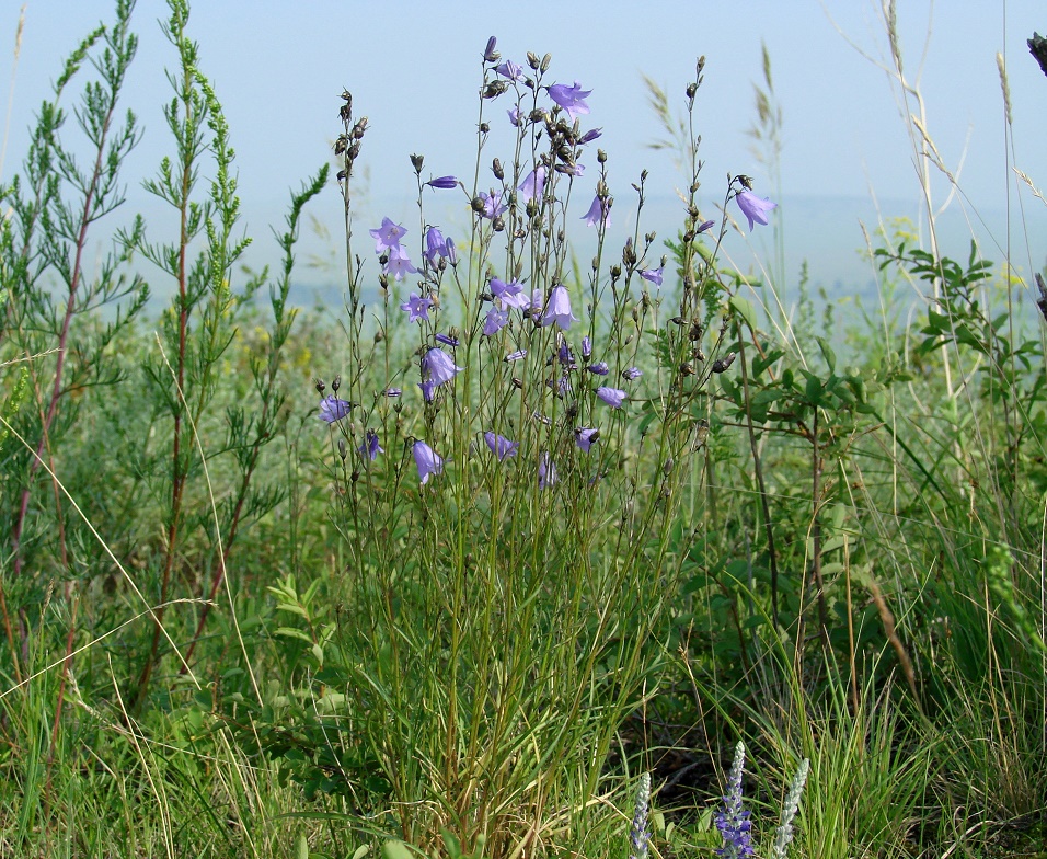 Image of Campanula rotundifolia specimen.