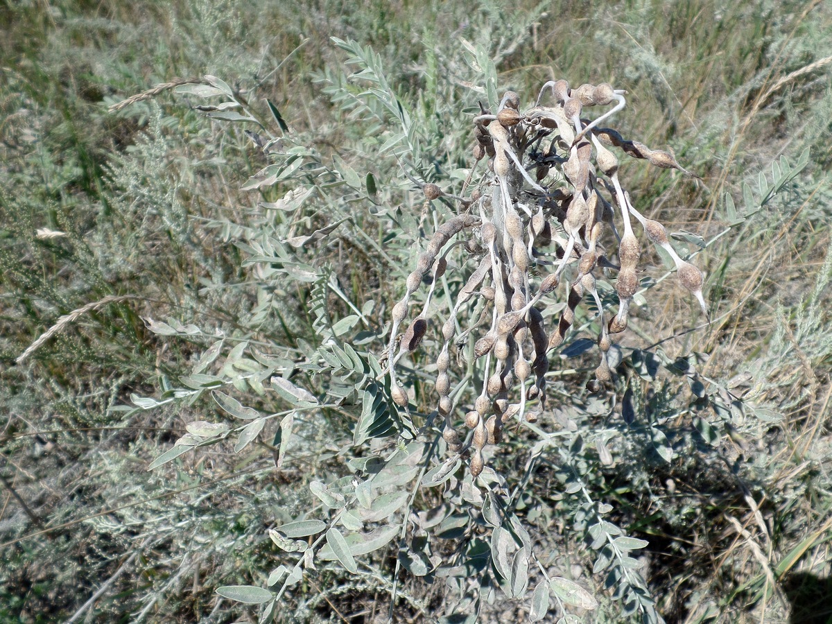 Image of Pseudosophora alopecuroides specimen.