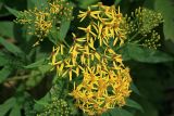 Senecio cannabifolius