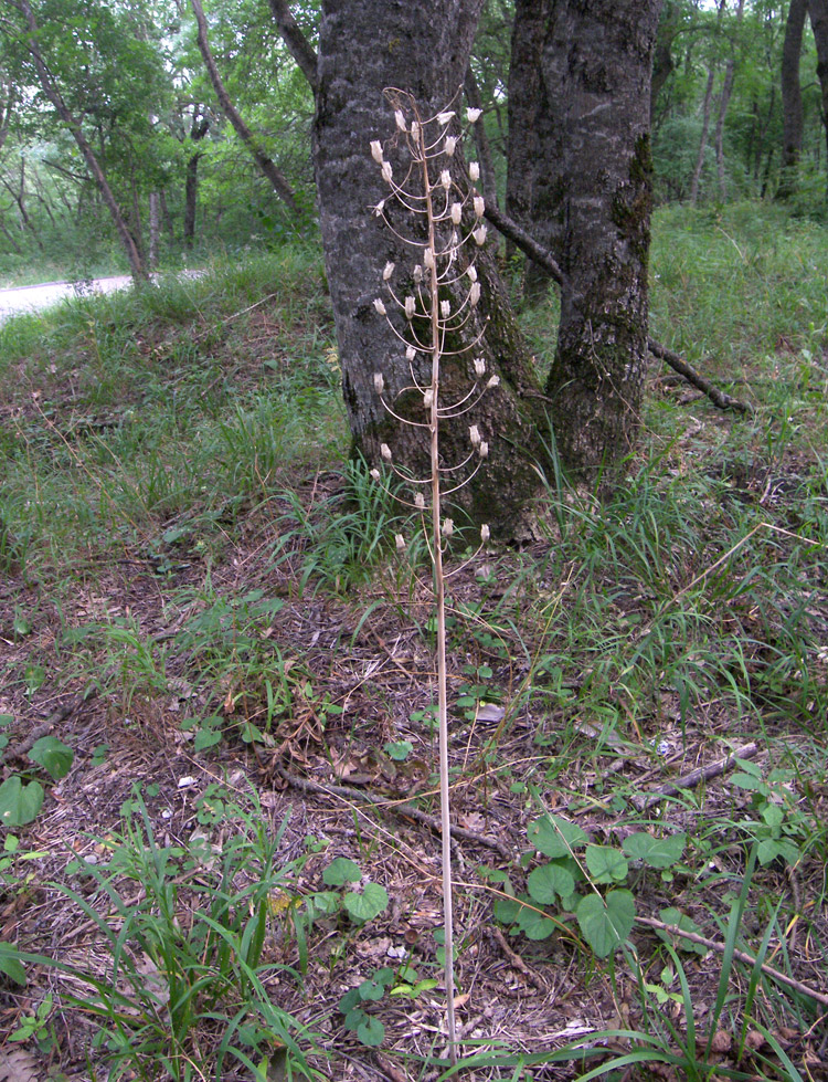 Изображение особи Ornithogalum arcuatum.