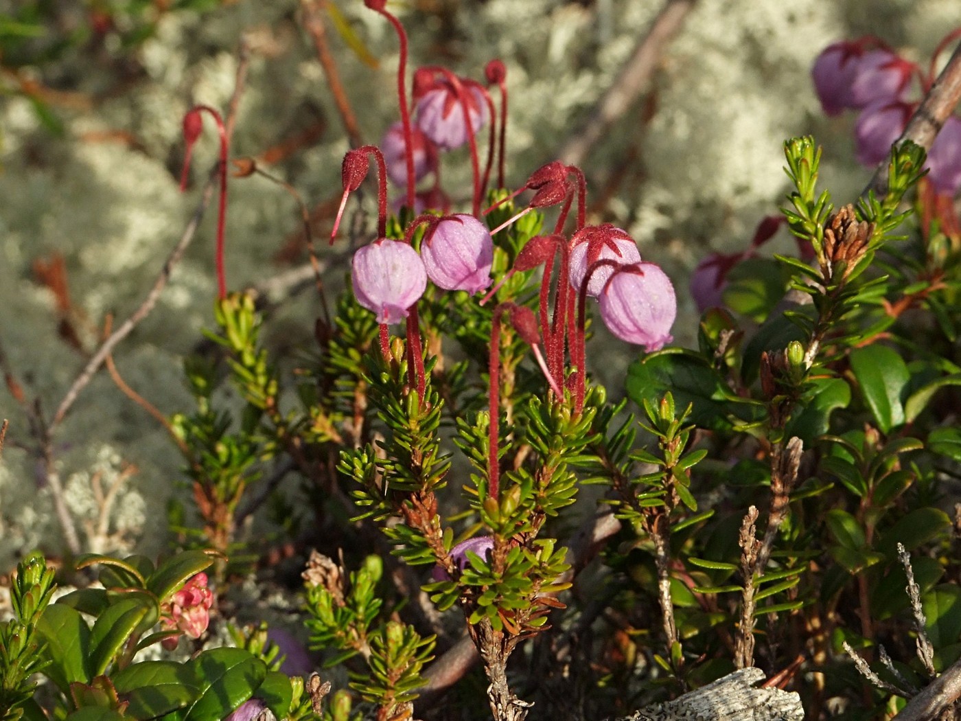 Изображение особи Phyllodoce caerulea.