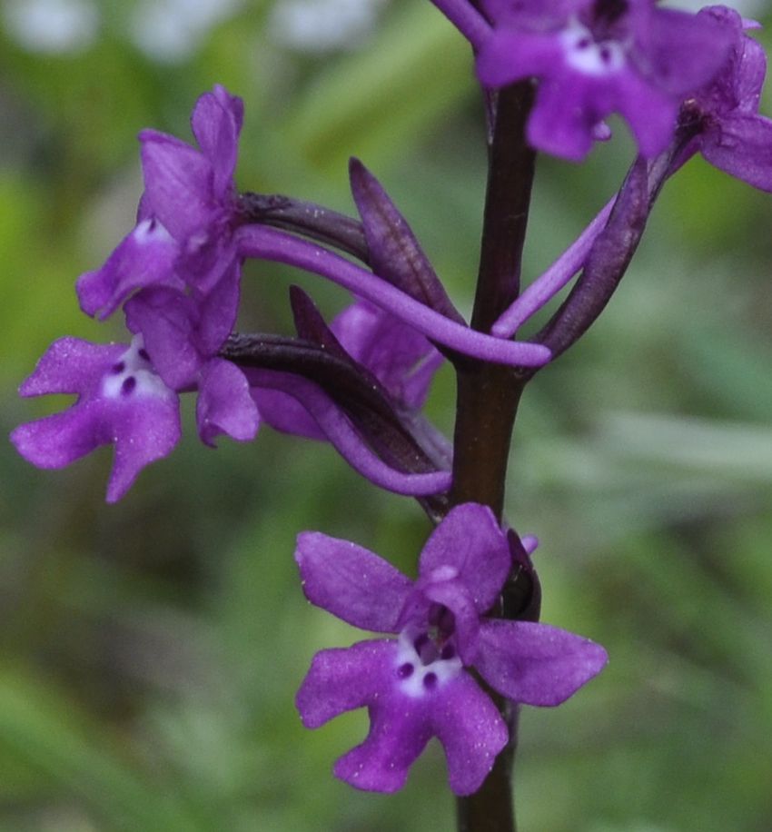 Изображение особи Orchis quadripunctata.