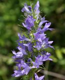 Campanula rapunculus