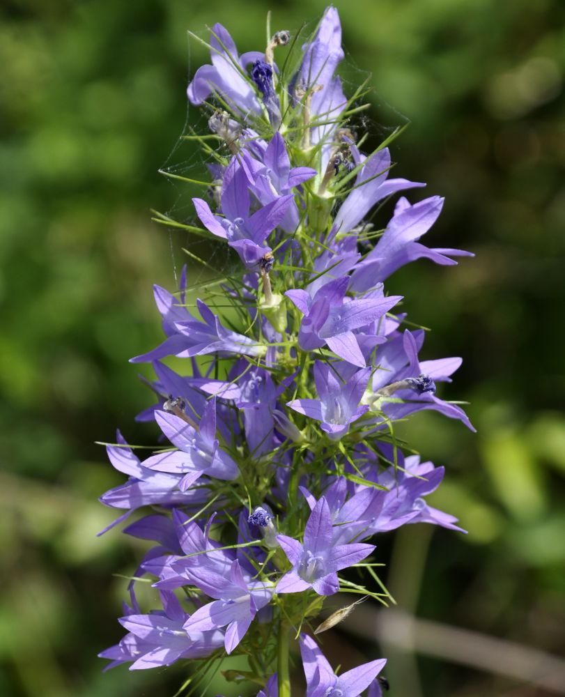 Image of Campanula rapunculus specimen.