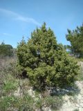 Juniperus foetidissima. Растение с шишками. Краснодарский край, окр. г. Новороссийск, можжевеловое редколесье на каменистом склоне. 17 апреля 2014 г.