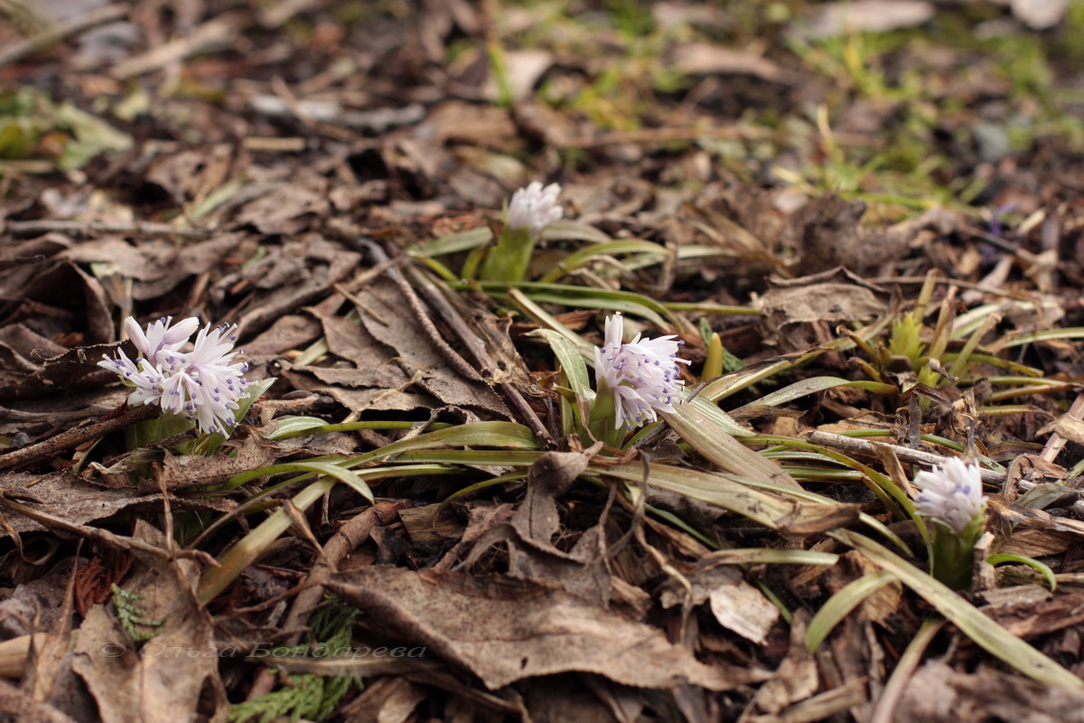 Изображение особи Ypsilandra cavaleriei.