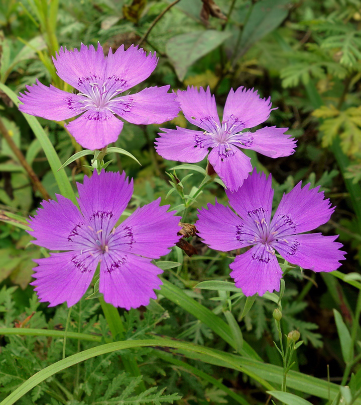 Image of Dianthus chinensis specimen.