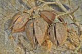 Paulownia tomentosa