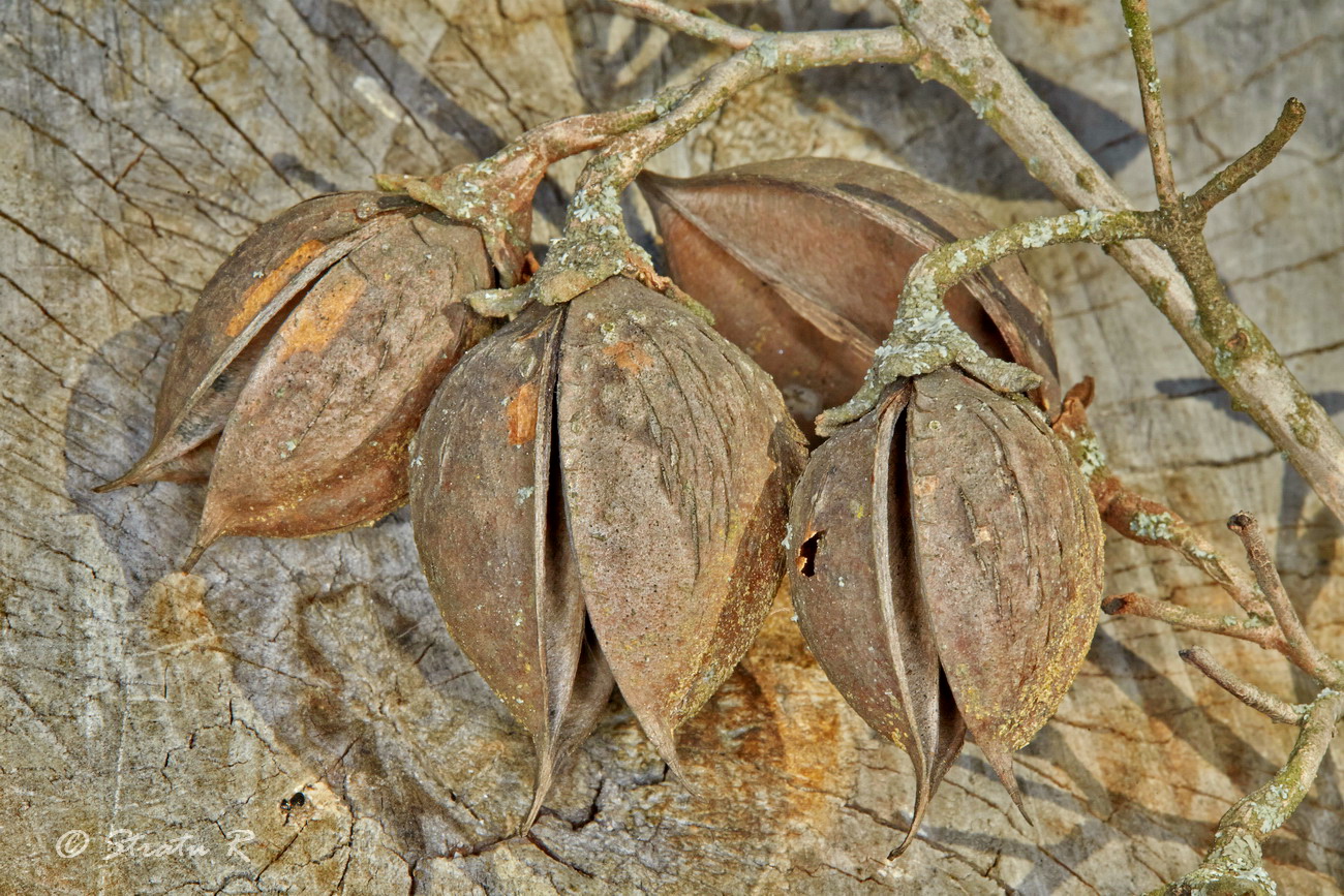 Image of Paulownia tomentosa specimen.