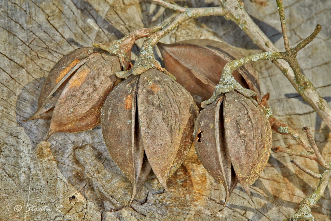 Image of Paulownia tomentosa specimen.