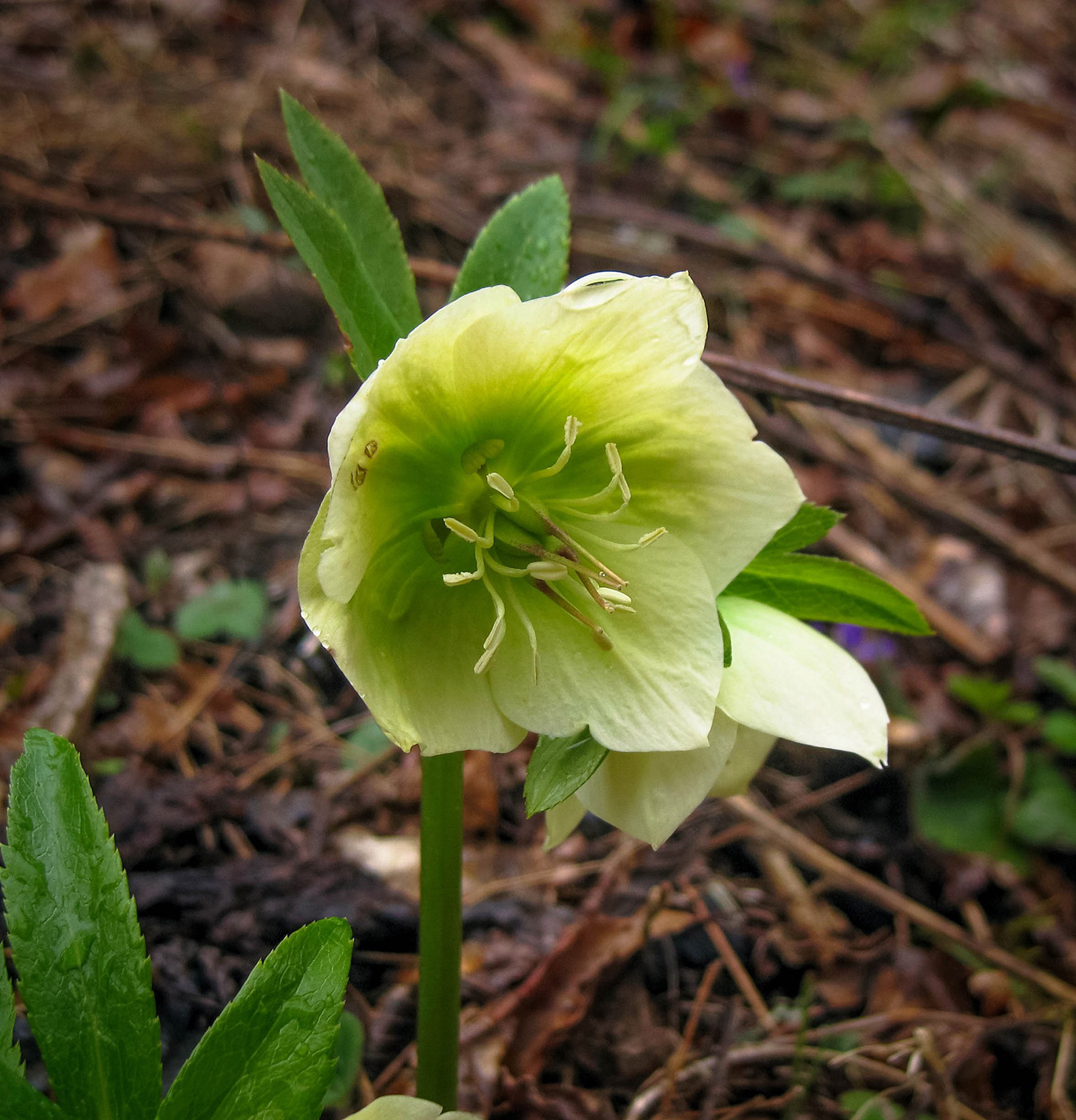 Image of Helleborus caucasicus specimen.