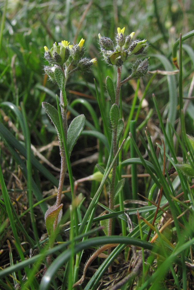 Image of Alyssum minutum specimen.