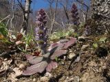 Ajuga orientalis. Цветущие растения. Краснодарский край, Туапсинский р-н, гора Индюк, буково-каштановый лес на юго-западном склоне горы, выс. ≈ 700 м н.у.м. 01.04.2017.