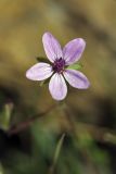 Erodium cicutarium. Цветок. Южный Казахстан, хр. Боролдайтау, ущ. Коктанды. 26.04.2008.
