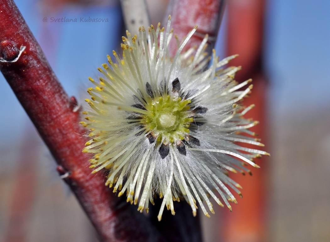 Image of Salix daphnoides specimen.