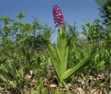 Orchis purpurea подвид caucasica. Цветущее растение. Краснодарский край, Крымский р-н, окр. хут. Гапоновский, большая поляна среди широколиственного леса, зарастающая молодыми деревьями и кустарниками. 01.05.2017.