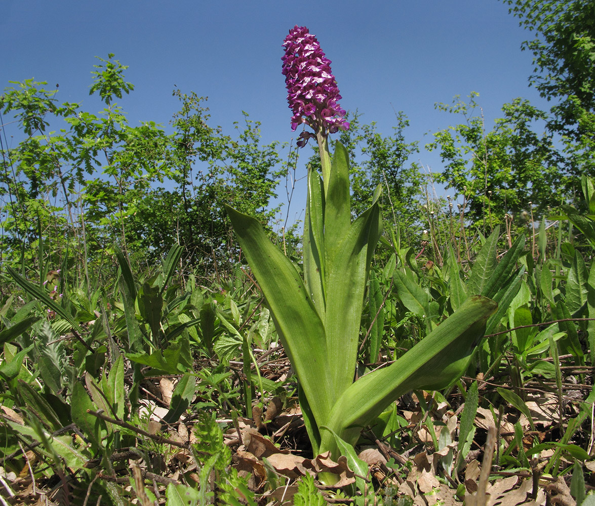 Image of Orchis purpurea ssp. caucasica specimen.