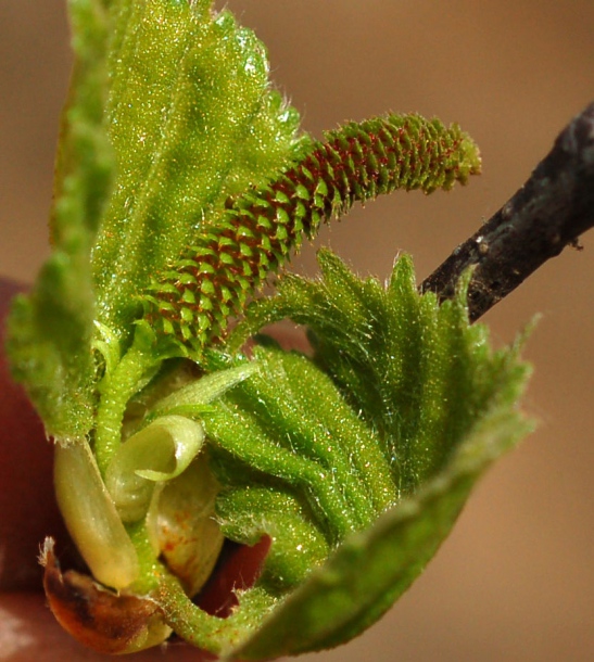 Image of Betula platyphylla specimen.