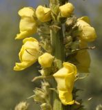 Verbascum