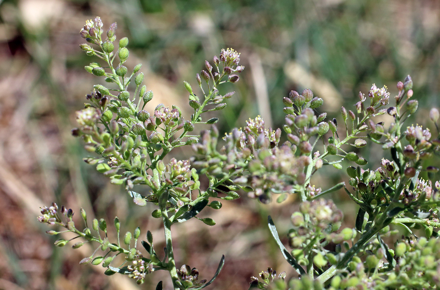 Изображение особи Lepidium pinnatifidum.