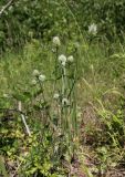 Trifolium caucasicum. Цветущее растение. Краснодарский край, Абинский р-н, окр. пос. Новый, луг на месте старой вырубки(?). 13.06.2017.