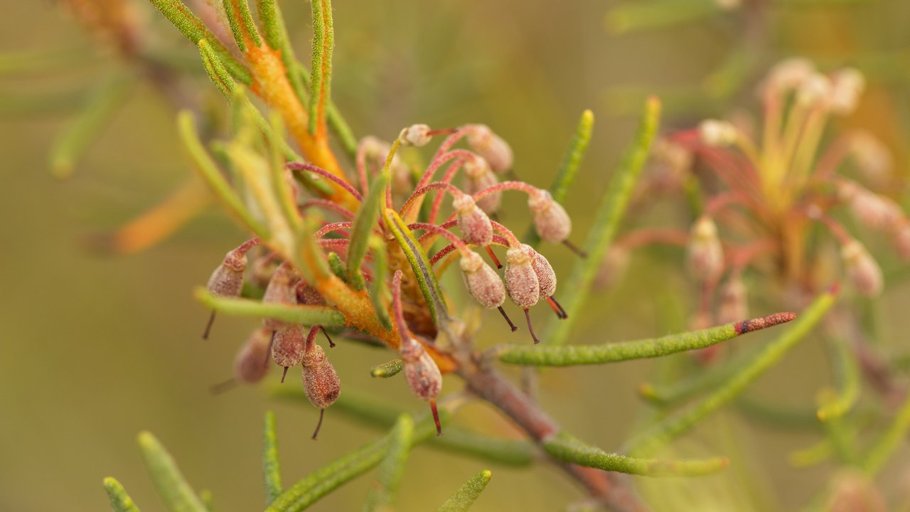 Image of Ledum palustre specimen.