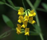 Lathyrus pratensis