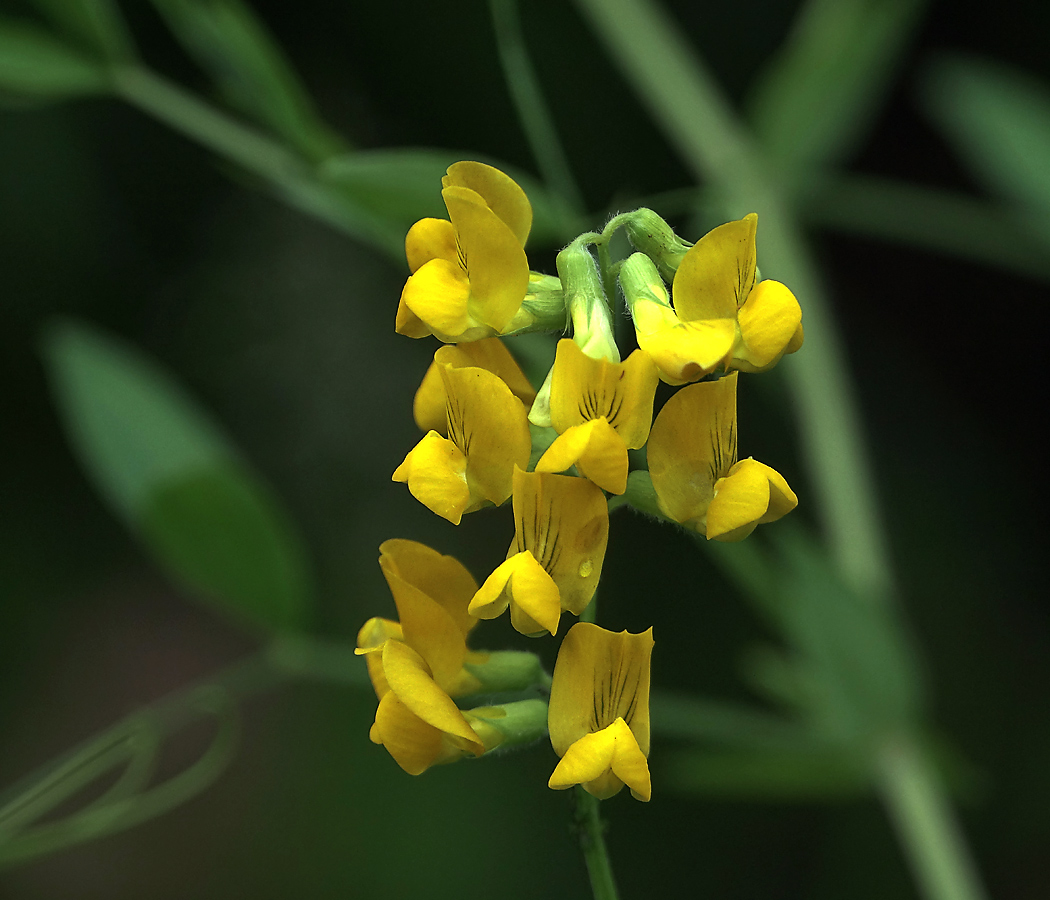 Изображение особи Lathyrus pratensis.